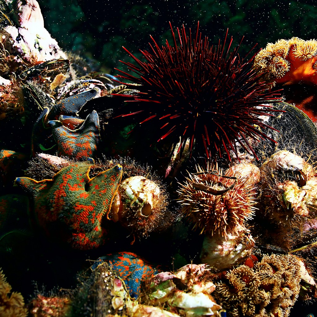 shell mussels on the sea bottom underwater photo