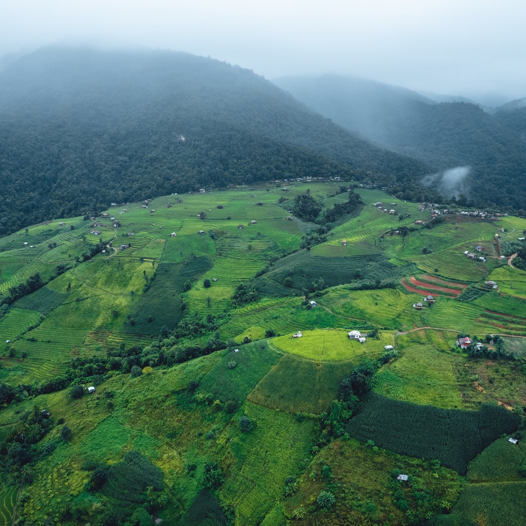 Green Rice field on terraced in Chiangmai thailand