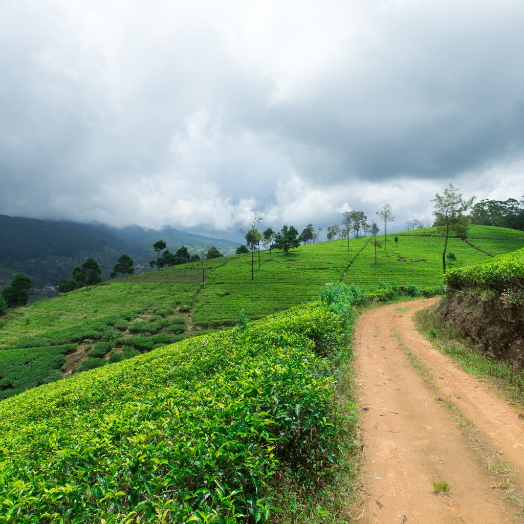 Tea plantation . Nature background
